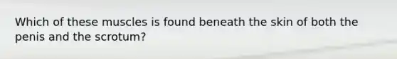 Which of these muscles is found beneath the skin of both the penis and the scrotum?