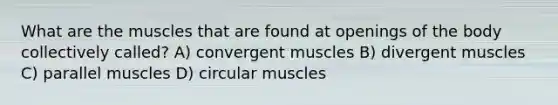 What are the muscles that are found at openings of the body collectively called? A) convergent muscles B) divergent muscles C) parallel muscles D) circular muscles