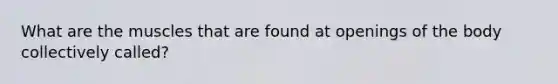 What are the muscles that are found at openings of the body collectively called?
