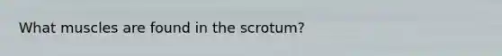 What muscles are found in the scrotum?