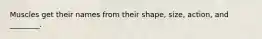 Muscles get their names from their shape, size, action, and ________.