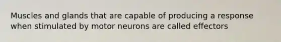 Muscles and glands that are capable of producing a response when stimulated by motor neurons are called effectors