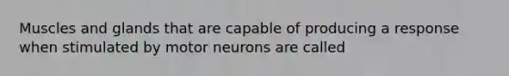 Muscles and glands that are capable of producing a response when stimulated by motor neurons are called