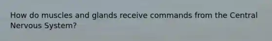 How do muscles and glands receive commands from the Central Nervous System?