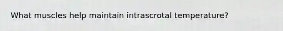 What muscles help maintain intrascrotal temperature?