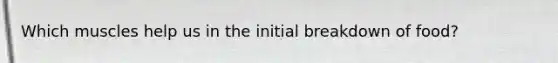 Which muscles help us in the initial breakdown of food?