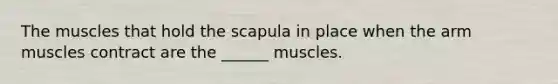 The muscles that hold the scapula in place when the arm muscles contract are the ______ muscles.