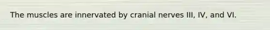 The muscles are innervated by cranial nerves III, IV, and VI.