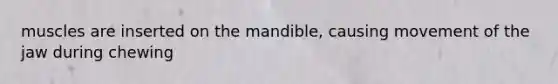 muscles are inserted on the mandible, causing movement of the jaw during chewing