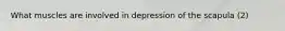 What muscles are involved in depression of the scapula (2)