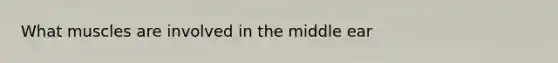 What muscles are involved in the middle ear