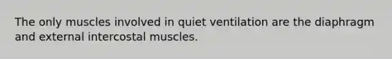 The only muscles involved in quiet ventilation are the diaphragm and external intercostal muscles.