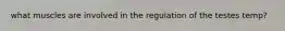 what muscles are involved in the regulation of the testes temp?