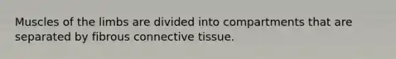 Muscles of the limbs are divided into compartments that are separated by fibrous connective tissue.