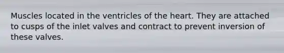 Muscles located in the ventricles of the heart. They are attached to cusps of the inlet valves and contract to prevent inversion of these valves.