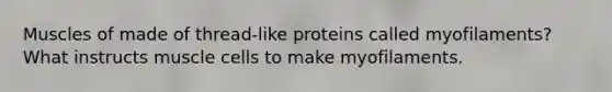 Muscles of made of thread-like proteins called myofilaments? What instructs muscle cells to make myofilaments.