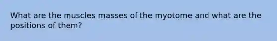 What are the muscles masses of the myotome and what are the positions of them?