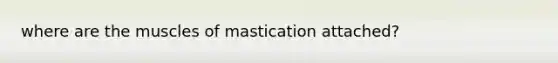 where are the muscles of mastication attached?