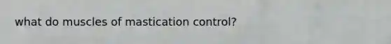 what do muscles of mastication control?