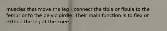 muscles that move the leg - connect the tibia or fibula to the femur or to the pelvic girdle. Their main function is to flex or extend the leg at the knee.