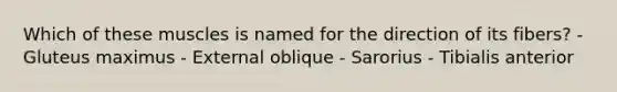 Which of these muscles is named for the direction of its fibers? - Gluteus maximus - External oblique - Sarorius - Tibialis anterior