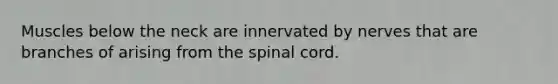 Muscles below the neck are innervated by nerves that are branches of arising from the spinal cord.