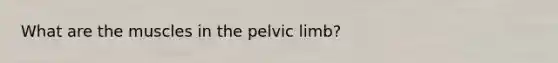 What are the muscles in the pelvic limb?