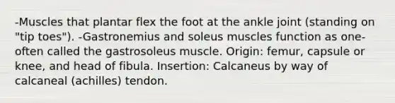 -Muscles that plantar flex the foot at the ankle joint (standing on "tip toes"). -Gastronemius and soleus muscles function as one-often called the gastrosoleus muscle. Origin: femur, capsule or knee, and head of fibula. Insertion: Calcaneus by way of calcaneal (achilles) tendon.