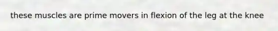 these muscles are prime movers in flexion of the leg at the knee