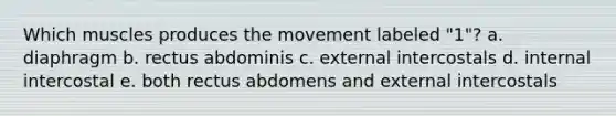 Which muscles produces the movement labeled "1"? a. diaphragm b. rectus abdominis c. external intercostals d. internal intercostal e. both rectus abdomens and external intercostals