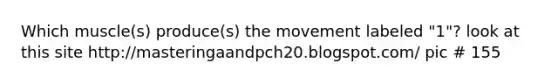 Which muscle(s) produce(s) the movement labeled "1"? look at this site http://masteringaandpch20.blogspot.com/ pic # 155