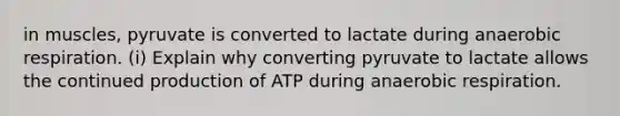 in muscles, pyruvate is converted to lactate during anaerobic respiration. (i) Explain why converting pyruvate to lactate allows the continued production of ATP during anaerobic respiration.