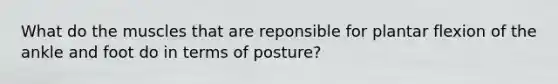 What do the muscles that are reponsible for plantar flexion of the ankle and foot do in terms of posture?