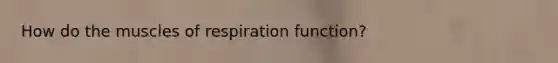 How do the muscles of respiration function?