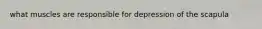 what muscles are responsible for depression of the scapula
