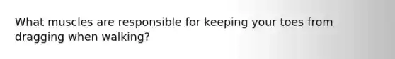 What muscles are responsible for keeping your toes from dragging when walking?
