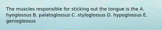 The muscles responsible for sticking out the tongue is the A. hyoglossus B. palatoglossus C. styloglossus D. hypoglossus E. genioglossus