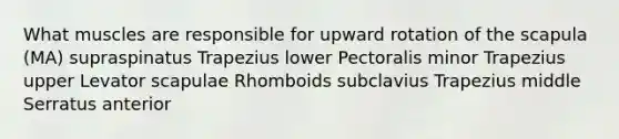 What muscles are responsible for upward rotation of the scapula (MA) supraspinatus Trapezius lower Pectoralis minor Trapezius upper Levator scapulae Rhomboids subclavius Trapezius middle Serratus anterior