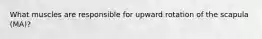 What muscles are responsible for upward rotation of the scapula (MA)?