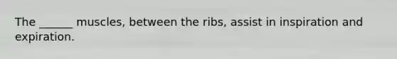 The ______ muscles, between the ribs, assist in inspiration and expiration.