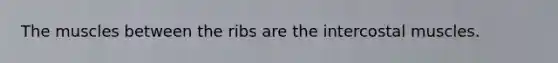 The muscles between the ribs are the intercostal muscles.