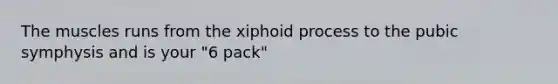 The muscles runs from the xiphoid process to the pubic symphysis and is your "6 pack"