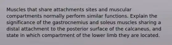 Muscles that share attachments sites and muscular compartments normally perform similar functions. Explain the significance of the gastrocnemius and soleus muscles sharing a distal attachment to the posterior surface of the calcaneus, and state in which compartment of the lower limb they are located.