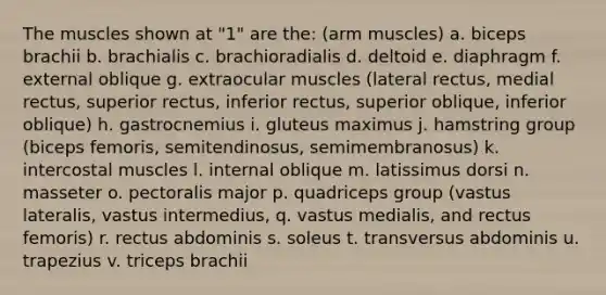 The muscles shown at "1" are the: (arm muscles) a. biceps brachii b. brachialis c. brachioradialis d. deltoid e. diaphragm f. external oblique g. extraocular muscles (lateral rectus, medial rectus, superior rectus, inferior rectus, superior oblique, inferior oblique) h. gastrocnemius i. gluteus maximus j. hamstring group (biceps femoris, semitendinosus, semimembranosus) k. intercostal muscles l. internal oblique m. latissimus dorsi n. masseter o. pectoralis major p. quadriceps group (vastus lateralis, vastus intermedius, q. vastus medialis, and rectus femoris) r. rectus abdominis s. soleus t. transversus abdominis u. trapezius v. triceps brachii