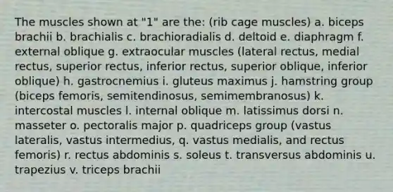 The muscles shown at "1" are the: (rib cage muscles) a. biceps brachii b. brachialis c. brachioradialis d. deltoid e. diaphragm f. external oblique g. extraocular muscles (lateral rectus, medial rectus, superior rectus, inferior rectus, superior oblique, inferior oblique) h. gastrocnemius i. gluteus maximus j. hamstring group (biceps femoris, semitendinosus, semimembranosus) k. intercostal muscles l. internal oblique m. latissimus dorsi n. masseter o. pectoralis major p. quadriceps group (vastus lateralis, vastus intermedius, q. vastus medialis, and rectus femoris) r. rectus abdominis s. soleus t. transversus abdominis u. trapezius v. triceps brachii