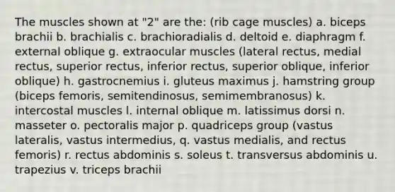 The muscles shown at "2" are the: (rib cage muscles) a. biceps brachii b. brachialis c. brachioradialis d. deltoid e. diaphragm f. external oblique g. extraocular muscles (lateral rectus, medial rectus, superior rectus, inferior rectus, superior oblique, inferior oblique) h. gastrocnemius i. gluteus maximus j. hamstring group (biceps femoris, semitendinosus, semimembranosus) k. intercostal muscles l. internal oblique m. latissimus dorsi n. masseter o. pectoralis major p. quadriceps group (vastus lateralis, vastus intermedius, q. vastus medialis, and rectus femoris) r. rectus abdominis s. soleus t. transversus abdominis u. trapezius v. triceps brachii