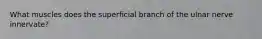 What muscles does the superficial branch of the ulnar nerve innervate?