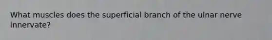 What muscles does the superficial branch of the ulnar nerve innervate?