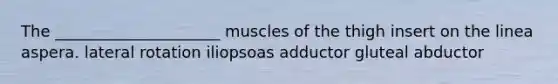 The _____________________ muscles of the thigh insert on the linea aspera. lateral rotation iliopsoas adductor gluteal abductor