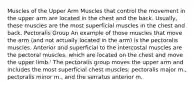 Muscles of the Upper Arm Muscles that control the movement in the upper arm are located in the chest and the back. Usually, these muscles are the most superficial muscles in the chest and back. Pectoralis Group An example of those muscles that move the arm (and not actually located in the arm) is the pectoralis muscles. Anterior and superficial to the intercostal muscles are the pectoral muscles, which are located on the chest and move the upper limb.' The pectoralis group moves the upper arm and includes the most superficial chest muscles: pectoralis major m., pectoralis minor m., and the serratus anterior m.